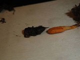 Cordyceps militaris image