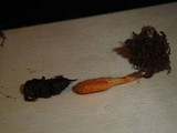 Cordyceps militaris image