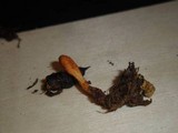 Cordyceps militaris image