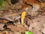 Cordyceps militaris image