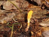 Cordyceps militaris image