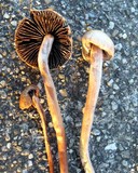 Panaeolus cinctulus image
