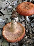 Lactarius peckii image