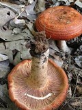 Lactarius peckii image