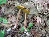 Heimioporus betula image