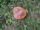 Tylopilus tabacinus image