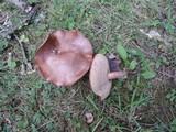 Tylopilus tabacinus image