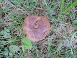 Tylopilus tabacinus image
