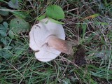 Tylopilus tabacinus image