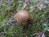 Boletus vermiculosoides image