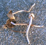 Panaeolus cinctulus image