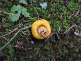 Russula flavida image