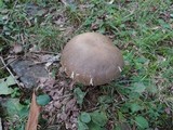 Boletus variipes image