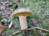 Boletus variipes image