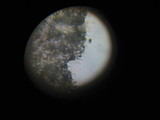 Panaeolus cinctulus image