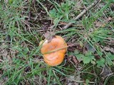 Lactarius croceus image