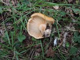Lactarius croceus image