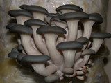 Pleurotus columbinus image