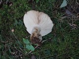 Russula densifolia image