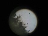 Panaeolus cinctulus image