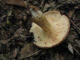 Lactarius speciosus image