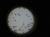 Panaeolus cinctulus image