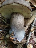 Tylopilus alboater image