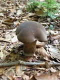 Tylopilus alboater image