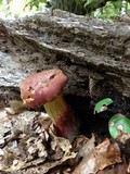Boletochaete bicolor image