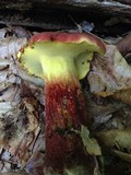 Boletochaete bicolor image