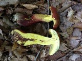 Boletochaete bicolor image