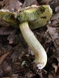 Boletus subglabripes image