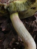 Boletus subglabripes image