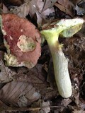 Boletus subglabripes image