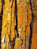 Xanthoria weberi image