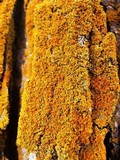 Xanthoria weberi image