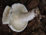 Lactarius deceptivus image