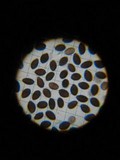 Panaeolus cinctulus image