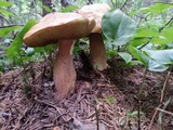 Boletus chippewaensis image