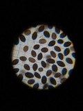Panaeolus cinctulus image