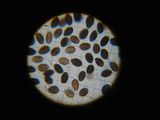 Panaeolus cinctulus image