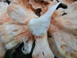 Laetiporus cincinnatus image
