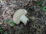 Calvatia craniiformis image