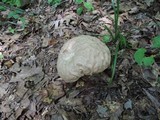 Calvatia craniiformis image