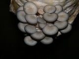 Pleurotus columbinus image
