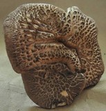 Sarcodon imbricatus image