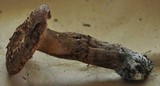 Sarcodon imbricatus image