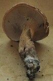 Sarcodon imbricatus image