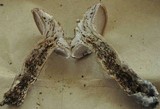 Sarcodon imbricatus image