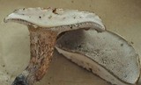 Sarcodon imbricatus image